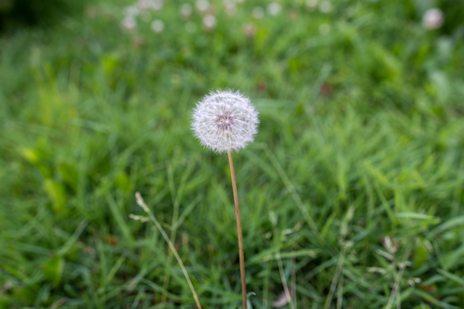 A single, mature dandelion seed head stands prominently in the center of the frame, surrounded by a soft-focus background of lush green grass, evoking a sense of calm and natural beauty.