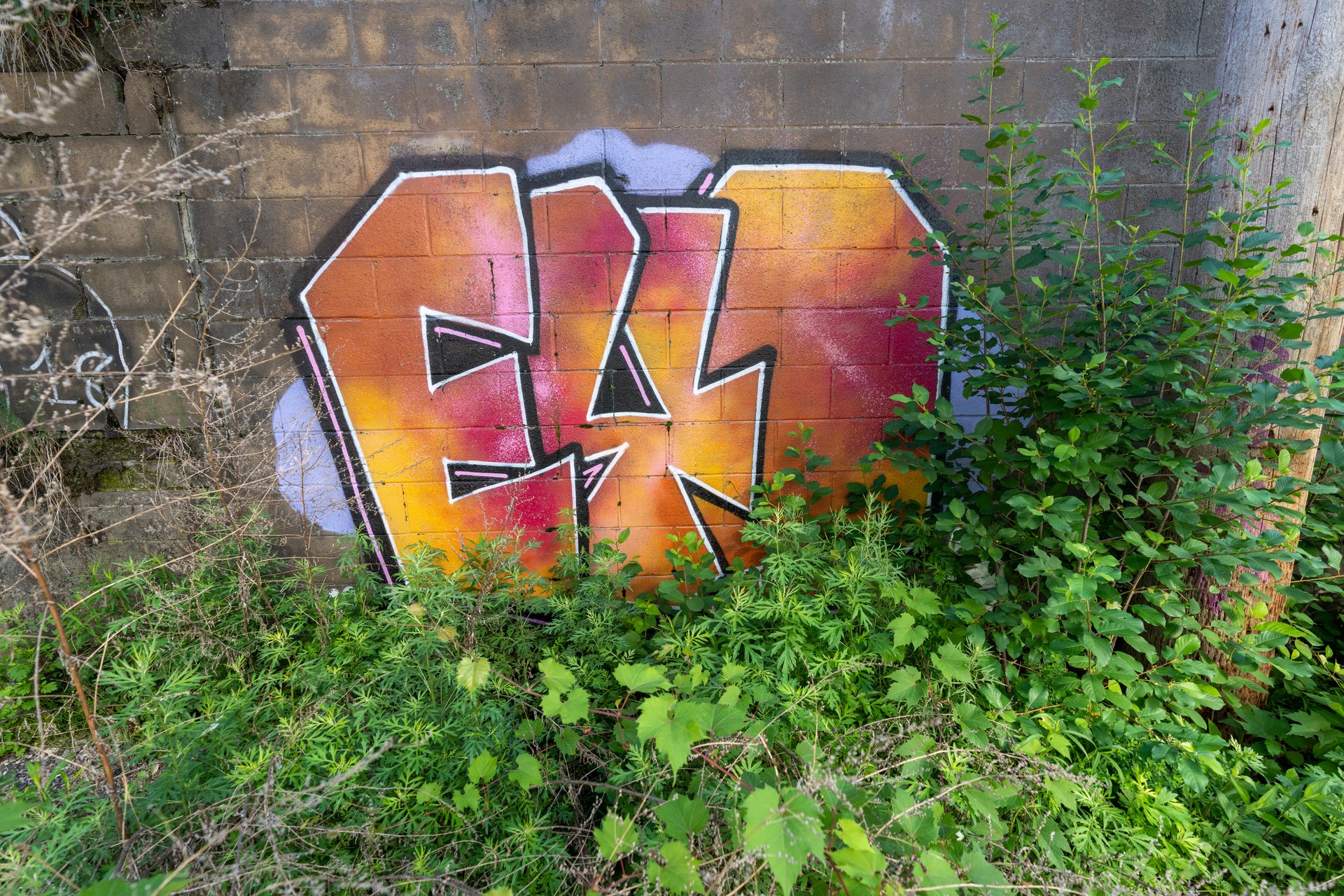 This image showcases vibrant graffiti art with bold, stylized letters painted in shades of orange, red, and yellow, outlined in black, on a weathered brick wall, partially obscured by an abundance of green foliage and dry weeds, conveying an urban, somewhat neglected yet artistic atmosphere.